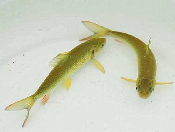 赤磷魚