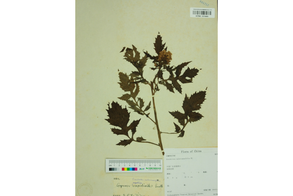 裂葉菊芹 裂葉菊芹