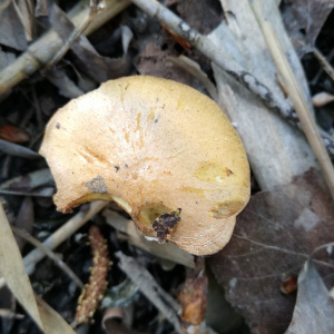 硫黃鱗傘 硫黃鱗傘