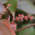 金邊紅桑