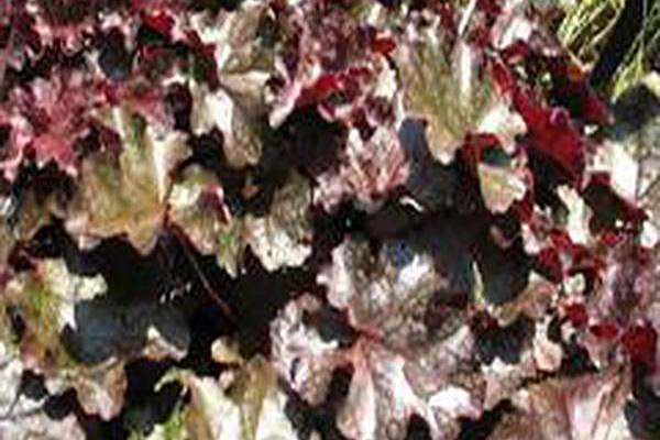 Heuchera \x27PWHEU0109\x27 DOLCE BLACKCURRANT Heuchera \x27PWHEU0109\x27 DOLCE BLACKCURRANT