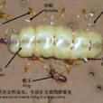 白蟻(飛螞蟻（白蟻）)