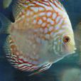 胎生魚