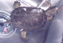 斑石龜