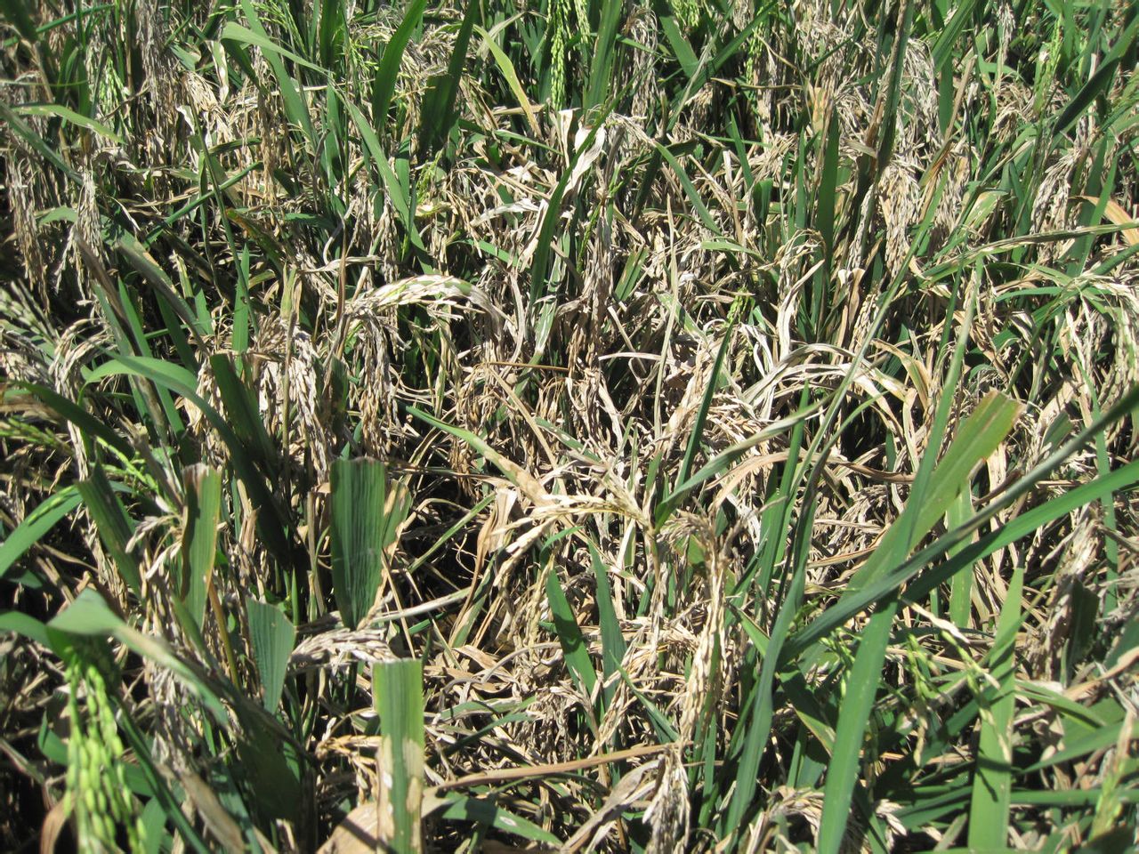 水稻稻瘟病的化學防治方法