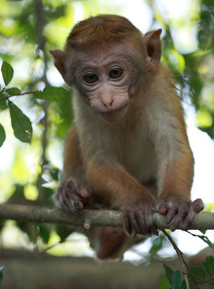 斯里蘭卡獼猴（幼猴）
