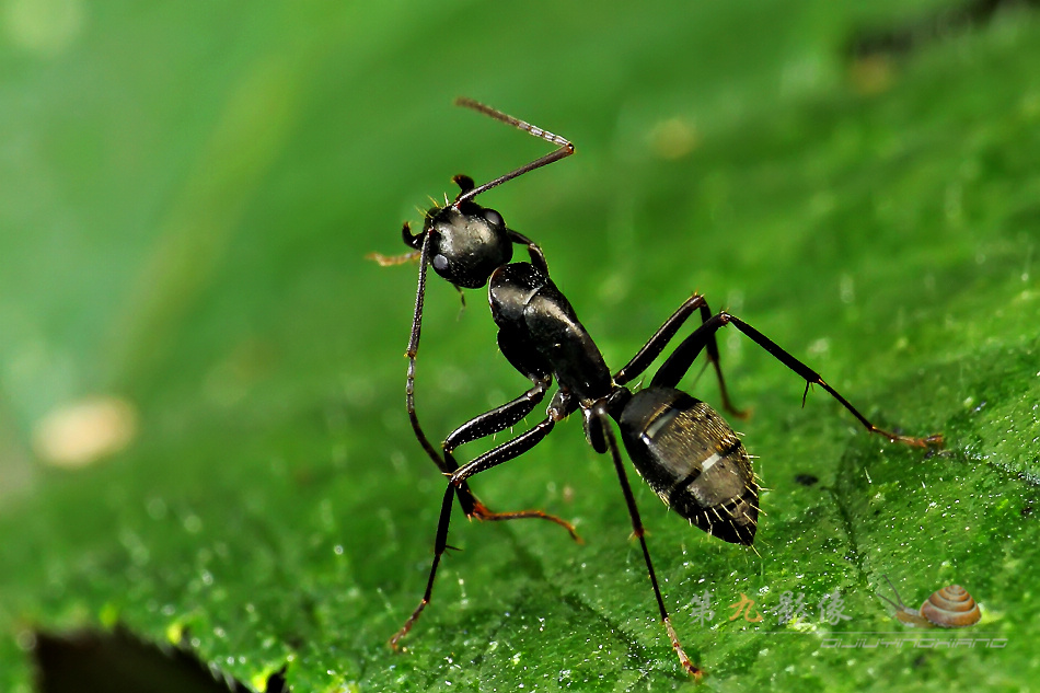 蟻亞科-弓背蟻屬-日本弓背蟻