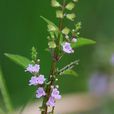 小魚仙草(唇形科石薺寧屬一年生草本植物) 小魚仙草(唇形科石薺寧屬一年生草本植物)