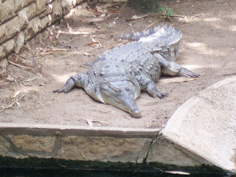 奧里諾科鱷魚