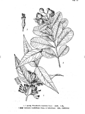 麗薇 麗薇