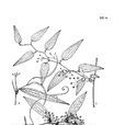 西藏菝葜 西藏菝葜