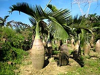 酒瓶椰子櫚