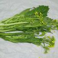 遲菜心 遲菜心