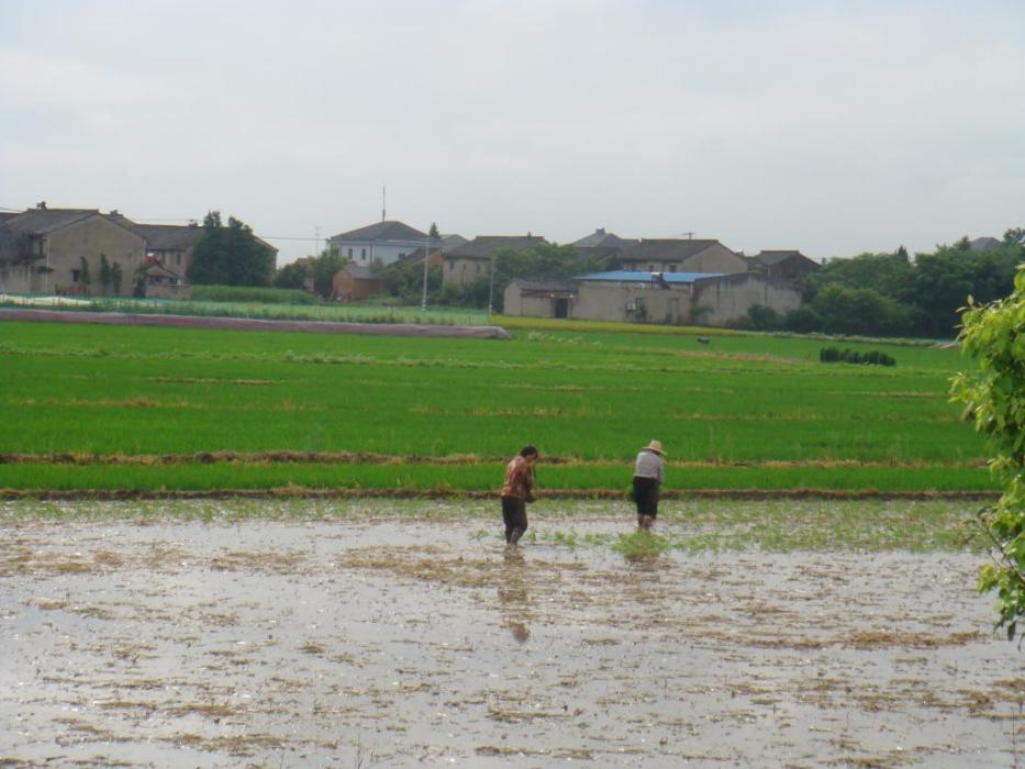 胡家渡村(浙江省寧波市奉化區江口街道下轄村) 胡家渡村(浙江省寧波市奉化區江口街道下轄村)