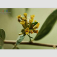 麗江蕘花 麗江蕘花