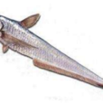 仔魚