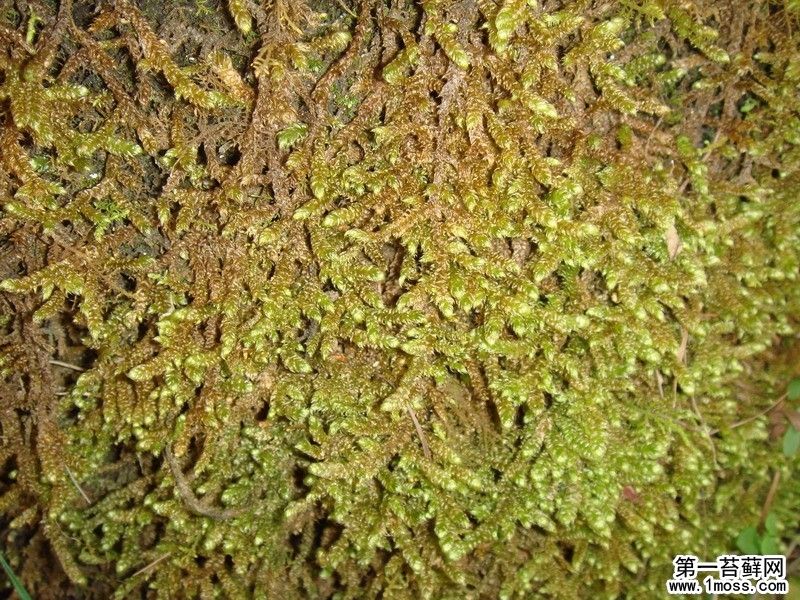 中華粗枝蘚 中華粗枝蘚