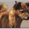 甲斐犬 甲斐犬