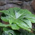 八角蓮(毛茛目小檗科植物)