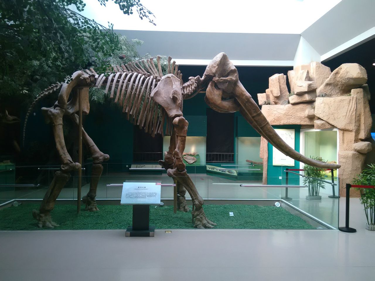 黃河古象化石