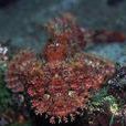 姬紅娘魚 姬紅娘魚