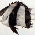 宅泥魚