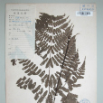 黑葉角蕨 黑葉角蕨