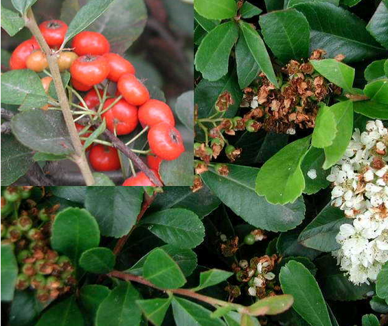 紅子根 紅子根