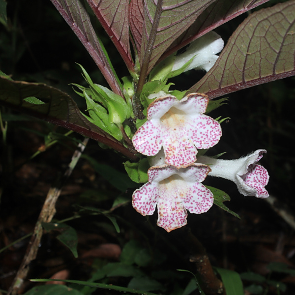 Nautilocalyx bracteatus