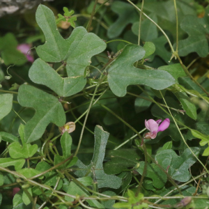 絲狀菜豆