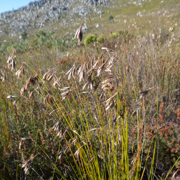 Thamnochortus dumosus