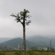 九如村(廣東省廣州市增城區永寧街下轄村) 九如村(廣東省廣州市增城區永寧街下轄村)
