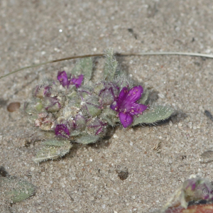 Trianthema patellitectum
