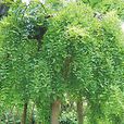 米黃柳 米黃柳