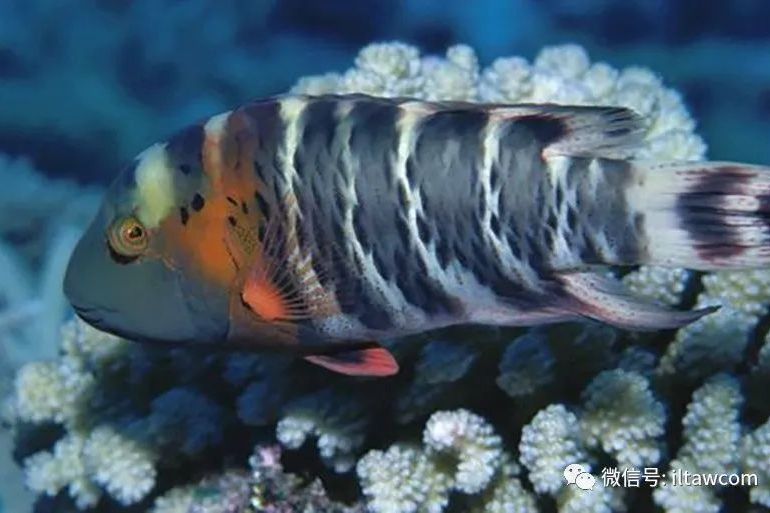 奇唇魚屬 奇唇魚屬