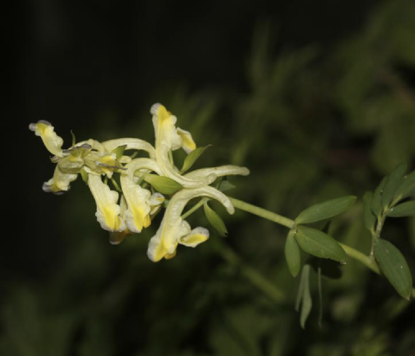 美花黃堇 美花黃堇