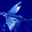 大頭飛魚 大頭飛魚