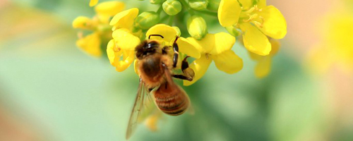 蜜蜂采蜜~