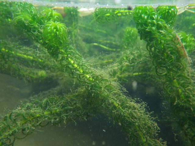 大卷蘊藻