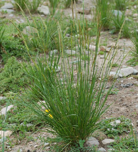 醉針茅 醉針茅