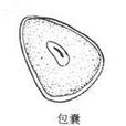 中華內滴蟲 中華內滴蟲