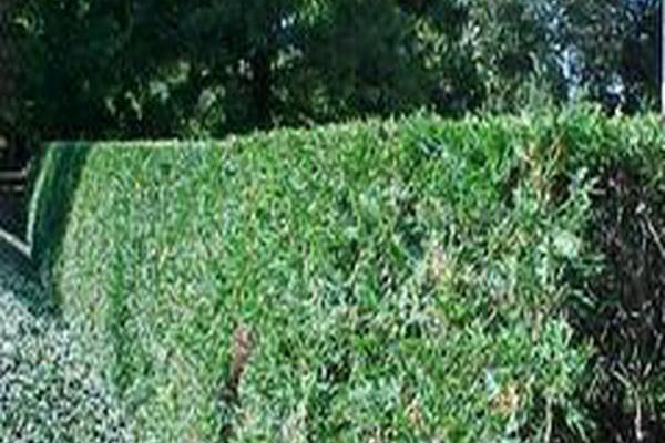 Thuja occidentalis \x27Techny\x27