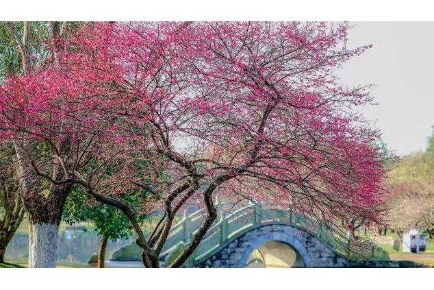 梅園(湖南省長沙市境內的景點) 梅園(湖南省長沙市境內的景點)