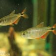 十字魚 十字魚