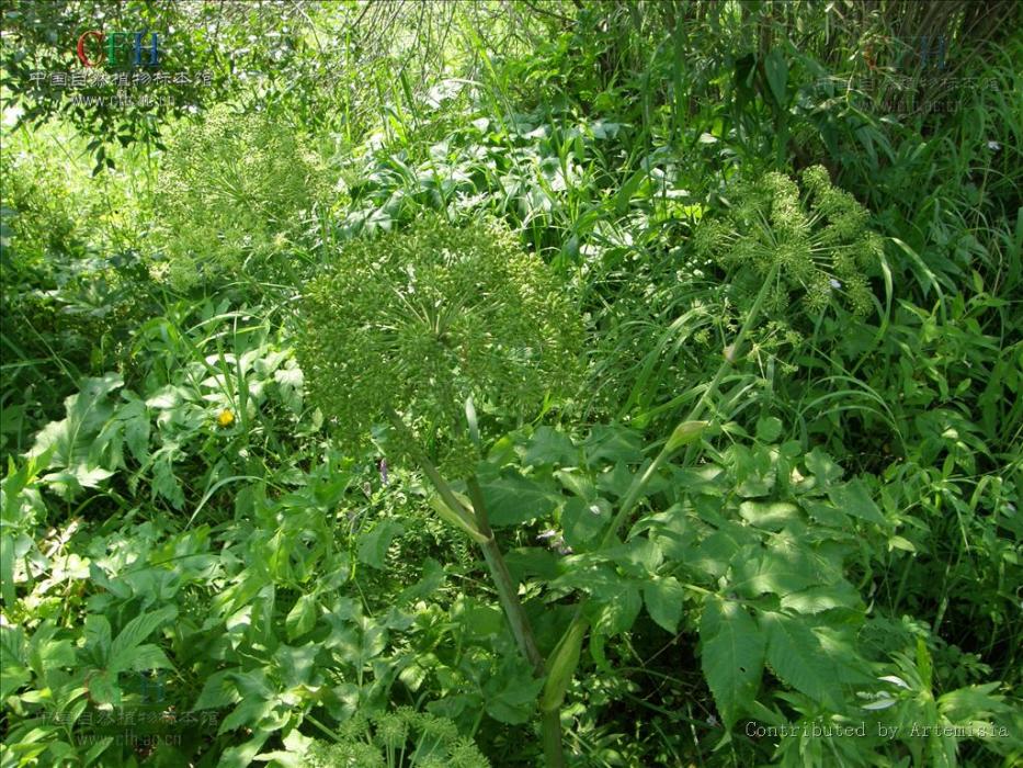 柳葉野豌豆 柳葉野豌豆