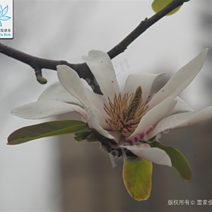 華中木蘭