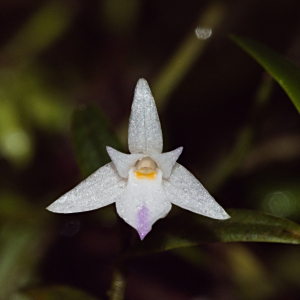 Acrorchis roseola