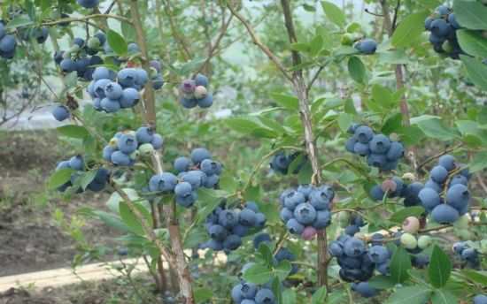 藍莓(杜鵑花科越橘屬植物)