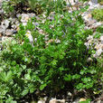 高山唐松草(唐松草屬植物)