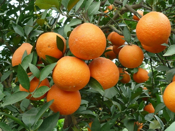 甜橙(中藥)